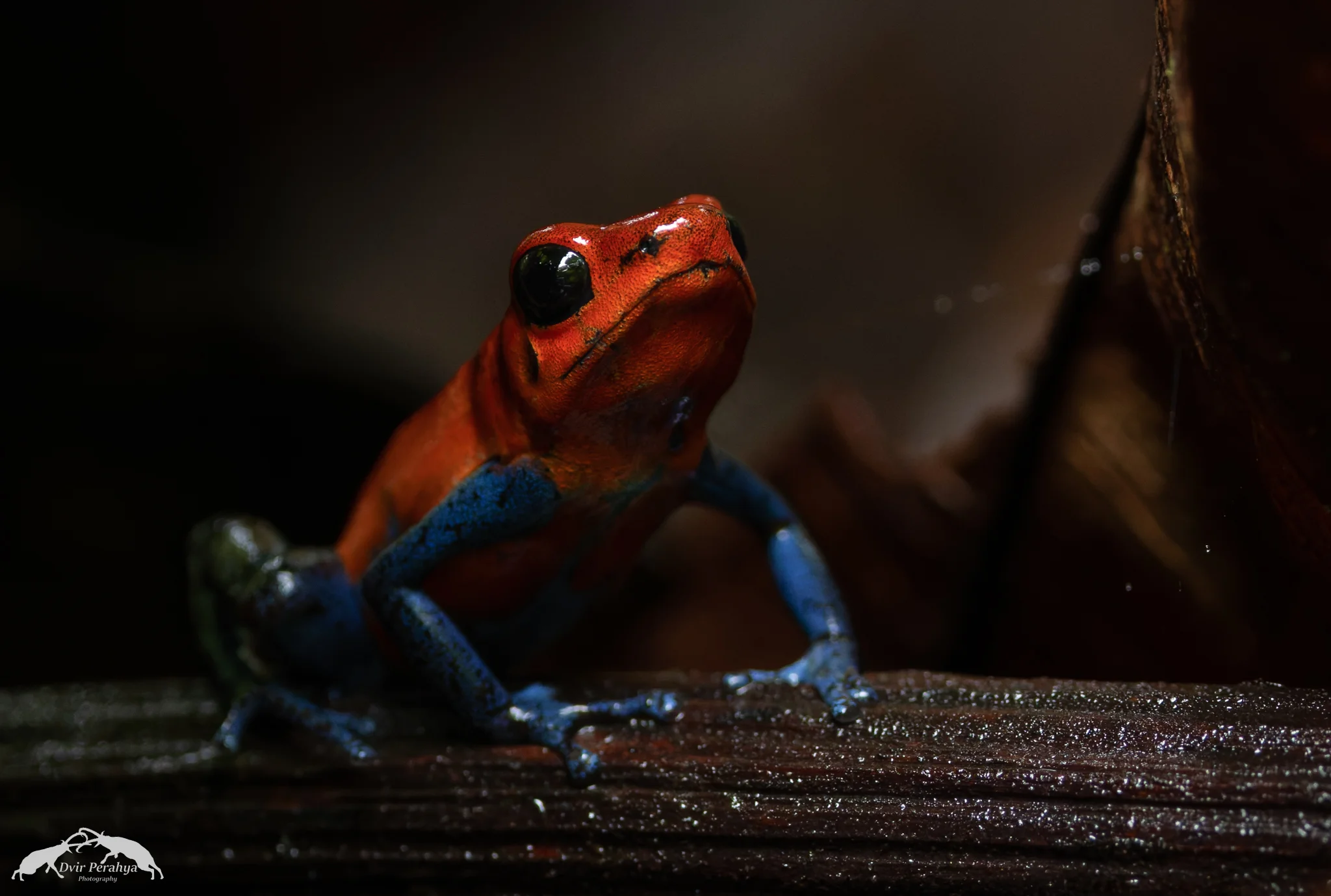 Strawberry poison dart frog, Arenal